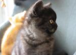 British shorthair - British Shorthair Cat For Sale - Portland, OR, US