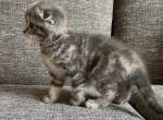Scottish Fold & Straight Kittens - Scottish Fold Cat For Sale - Auburn, WA, US