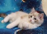 Dobbi - Ragdoll Cat For Sale - Brooklyn, NY, US