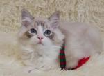 Dave - Ragdoll Cat For Sale - Brooklyn, NY, US