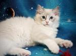 Daniel - Ragdoll Cat For Sale - Brooklyn, NY, US