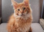 Citrus - Maine Coon Cat For Sale - Brooklyn, NY, US