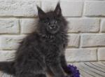 Amanda - Maine Coon Cat For Sale - Brooklyn, NY, US