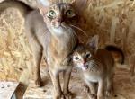 Vilson - Abyssinian Cat For Sale - Odesa, Odessa Oblast, UA