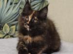 Stesha - Maine Coon Cat For Sale - Pembroke Pines, FL, US