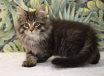 Sirius - Maine Coon Cat For Sale - Norwalk, CT, US