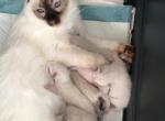 Musetta x Merlin - Balinese Cat For Sale - Queenstown, MD, US