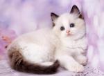 Ice Cream - Ragdoll Cat For Sale - Norwalk, CT, US