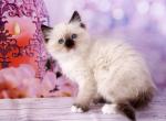 Irisa - Ragdoll Cat For Sale - Pembroke Pines, FL, US