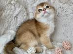 Scottish Golden Black Ticked Straight Girl Kitten - Scottish Straight Cat For Sale - Vancouver, WA, US