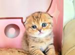 Sassy - Scottish Fold Cat For Sale - New York, NY, US