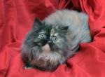 Cute Torte EE by Bianca and Mr Bo Jangles - Persian Cat For Sale - Cedar Rapids, IA, US