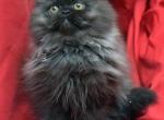 Black with silver FF by Bianca x Mr Bo Jangles - Persian Cat For Sale - Cedar Rapids, IA, US