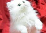 Fluffy white  CC by Bianca and Mr Bo Jangles - Persian Cat For Sale - Cedar Rapids, IA, US