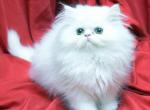 White flat face AA by Bianca x Mr Bo Jangles - Persian Cat For Sale - Cedar Rapids, IA, US