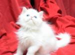 White with blue eyes BB by Bianca x Mr Bo Jangles - Persian Cat For Sale - Cedar Rapids, IA, US