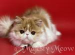 Simboo - Persian Cat For Sale - Yucca Valley, CA, US