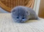 mouse - Scottish Fold Cat For Sale - Houston, TX, US