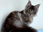 Venice - Maine Coon Cat For Sale - New York, NY, US