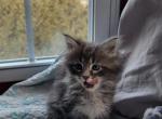 Pavel - Maine Coon Cat For Sale - Westfield, MA, US