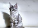 Amelia - Maine Coon Cat For Sale - New York, NY, US