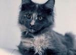 Sophie - Maine Coon Cat For Sale - New York, NY, US