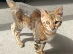 Apollo Brown Marble - Bengal Cat For Sale - Morgantown, IN, US