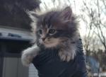 Kuzco - Maine Coon Cat For Sale - Westfield, MA, US