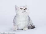 Itona munchkin silver tabby girl with short legs - Munchkin Cat For Sale - CA, US