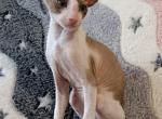 Papito - Cornish Rex Cat For Sale - Brooklyn, NY, US