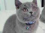 Lusy - British Shorthair Cat For Sale - WA, US