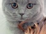 Donny - British Shorthair Cat For Sale - WA, US