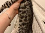 Female Bengal Kitten - Bengal Cat For Sale - Beach Park, IL, US