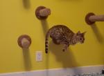 Female F6 Savannah Kitten - Savannah Cat For Sale - MT, US