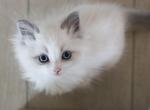 EVERLY - Ragdoll Cat For Sale - Fontana, CA, US