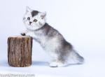 Natti munchkin silver chinchilla with short legs - Munchkin Cat For Sale - CA, US