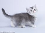 Offa munchkin blue silver ticked with short legs - Munchkin Cat For Sale - CA, US