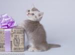 Oyved munchkin lilac silver ticked boy short legs - Munchkin Cat For Sale - CA, US