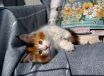 Amelia - Maine Coon Cat For Sale - Jonestown, PA, US