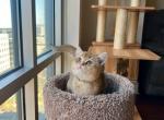 Kris - British Shorthair Cat For Sale - Fairfax, VA, US