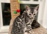Haddy - Bengal Cat For Sale - Wauseon, OH, US