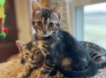 Coco - Bengal Cat For Sale - Wauseon, OH, US