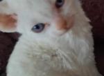 Tiny - Devon Rex Cat For Sale - Stanford, MT, US