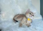 Boni - British Shorthair Cat For Sale - Fairfax, VA, US