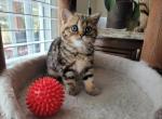 Sophia - Scottish Straight Cat For Sale - Philadelphia, PA, US