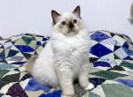 Bender - Ragdoll Cat For Sale - Tuscaloosa, AL, US