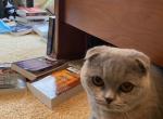 Foldy Jr - Scottish Fold Cat For Sale - Auburn, IN, US