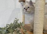 White Collar Boy - Siberian Cat For Sale - Rosenberg, TX, US