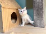 luccy - Munchkin Cat For Sale - Staten Island, NY, US