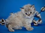 Oliver - Minuet Cat For Sale - Prineville, OR, US